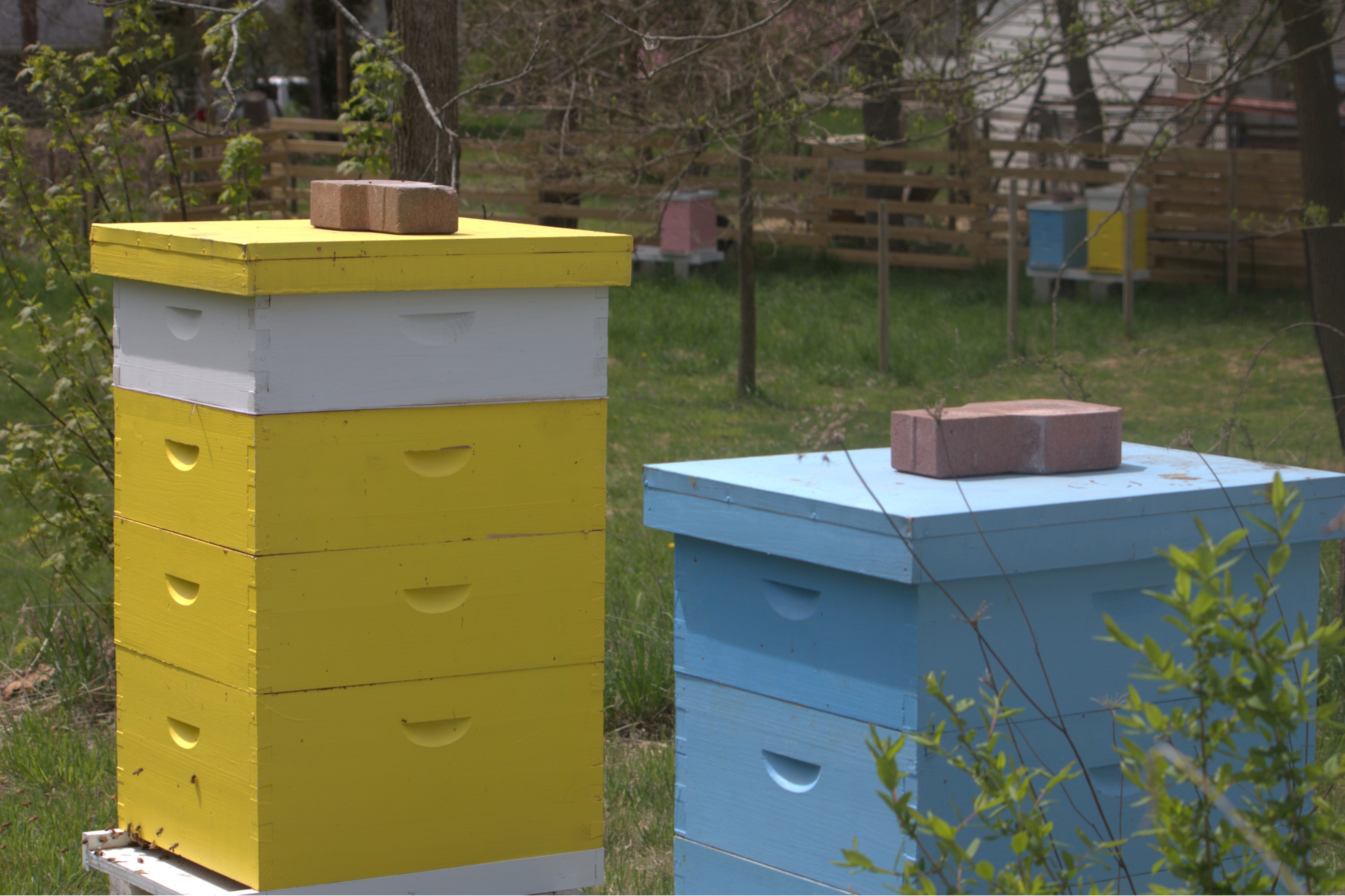 apiary